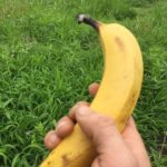 夏の暑い時期の家庭菜園。農作業のお供におすすめの食材はバナナ！