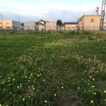 【畑で瞑想】草むしり（草取り）で心穏やかに無の境地に至る